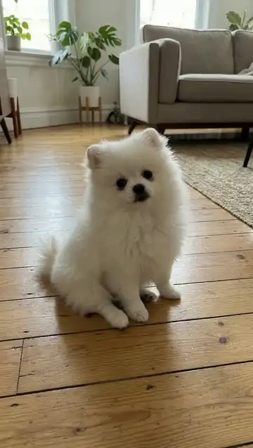 The Pomeranian inflates into a round balloon and floats upward