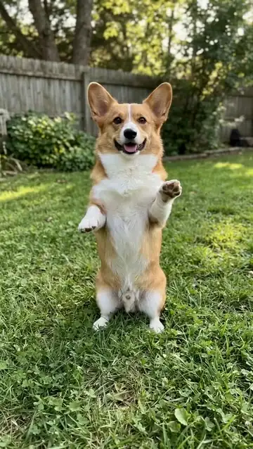 The corgi dances on its hind legs, bouncing and waving its paws
