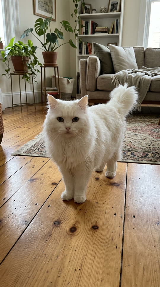 Example photo: a white cat sitting in a cozy living room